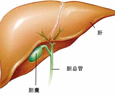 胆囊癌的早期症状有哪些？