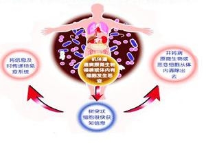 膀胱腫瘤分級 分期