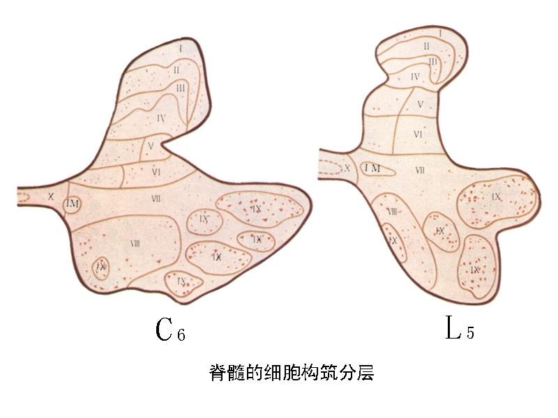 脊髓 有哪些病种