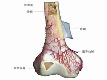 骨癌治愈率有多高