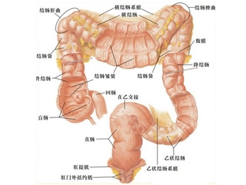 直肠癌早期能活多久-995健康网