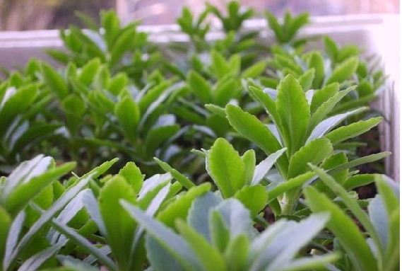 多吃植物纤维可防大肠癌