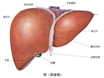 如何消除肝癌病人的恐惧感