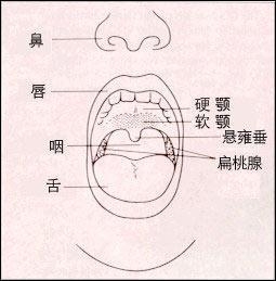 口腔癌概述