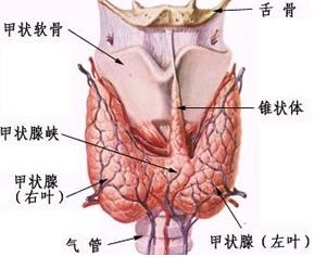 甲状腺髓样癌如何治疗