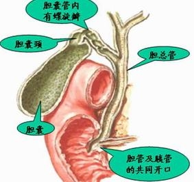 诱发胆管癌的因素