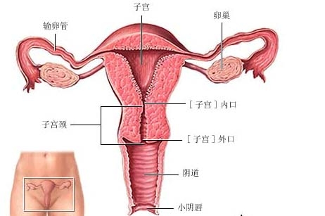 外阴鳞状癌细胞的防御有哪些？