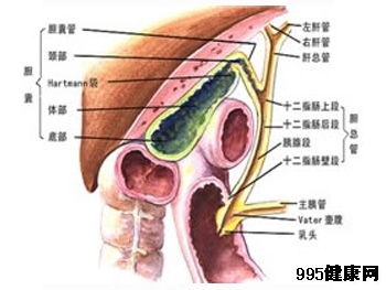 胆管癌的预防措施有哪些