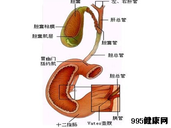 引发胆管癌的三大因素