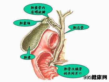 肝外胆管癌的临床表现及诊断