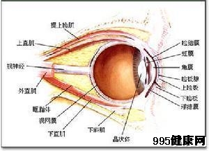 眼睑肿瘤类型与分类