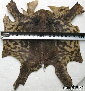 蟾蜍能治疗癌症吗