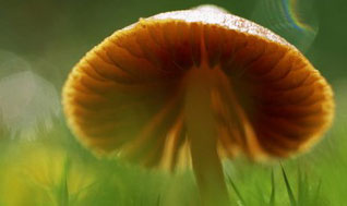 莲花菇可使肿瘤缩小75%