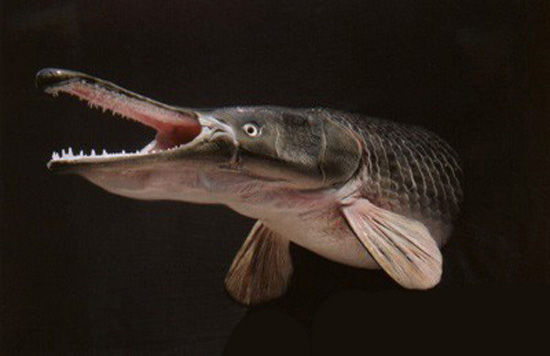史前鳄雀鳝：鳄鱼嘴 蛇皮肤 满口尖牙