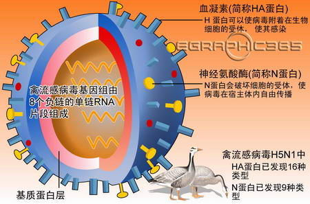 警报线：禽流感进入高发季，如何预防是关键