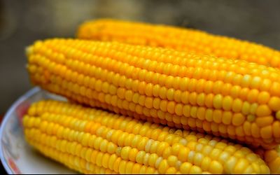 研究表明：经常吃玉米容易患食道癌
