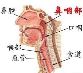 感冒鼻炎频繁发作，小心日子久了变成鼻咽癌