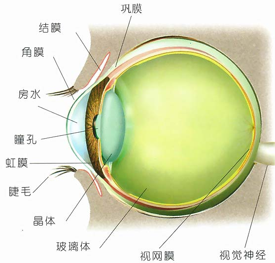 原发性青光眼有哪些症状?