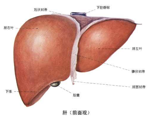 注意乙肝复查项目包括哪些