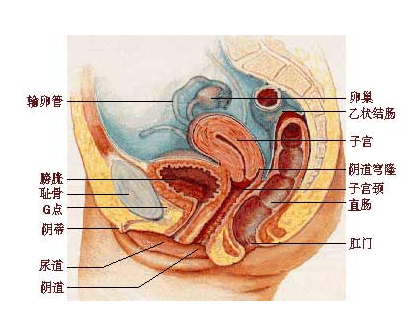 免疫性不孕有哪些类型?