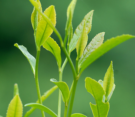 喝茶明目真的可以保护眼睛么？