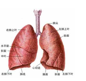 日常生活中如何预防肺癌呢